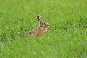 A Brown Hare, Lepus europaeus, sitting in a field.