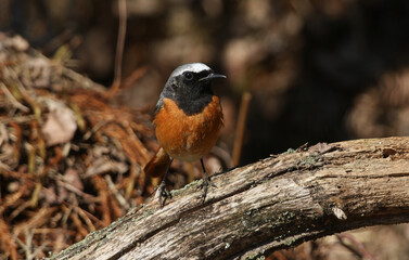A stunning male Redstart, Phoenicurus phoenicurus, perching on a branch in heathland. It is hunting...