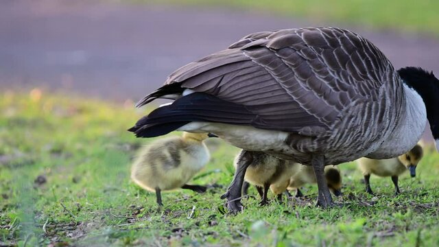 Canada goose goslings searchs food on the park meadow, spring,  (branta canadensis), germany