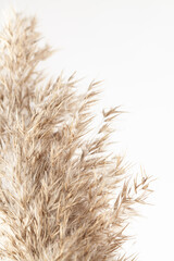 Dry neutral color rush elegant flowers branch with light background vertical
