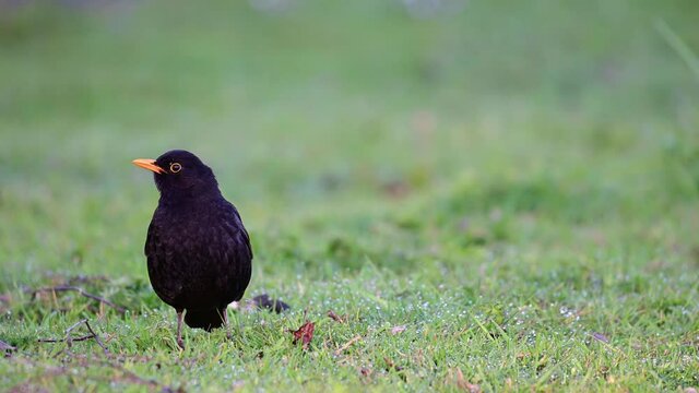 Blackbird male searchs worms at the park meadow, spring, (turdus merula), germany