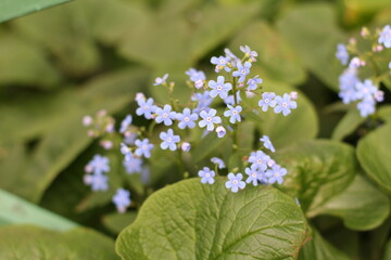 flowers in the garden, small flowers in the garden, cute flowers, little forget-me-nots, delicate flowers