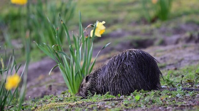 Coypu sitting on the park meadow and search feed with daffodils, spring,  (myocastor coypus), germany
