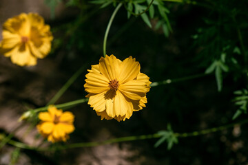 A picture of a yellow starburst flower in the garden