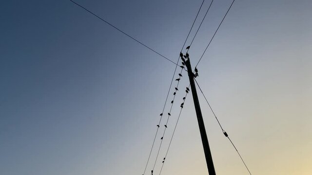Birds are sitting on electric line and chirping.