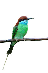 lovely green with brown and blue chin perching on wet branch during rainny day isolated on white background