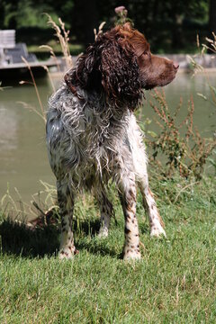 373 Best Cocker Spaniel Anglais Images Stock Photos Vectors Adobe Stock