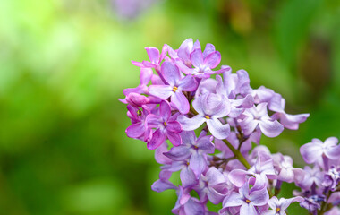 Branch of a blossoming lilac bush with delicate purple flowers and buds and fresh foliage. Beautiful sunset light spring floral background. Close-up macro view