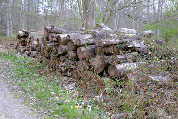 Vermoderte Holzstämme an einem Waldweg