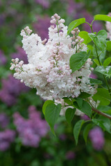 Blooming white lilac in the garden