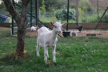 Naklejka na ściany i meble des chèvres au jardin 
