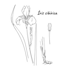 Ink, black and white iris flowers . Hand drawing botanical illustration with flower, leaves, root and seeds. Line sketch. Vector illustration