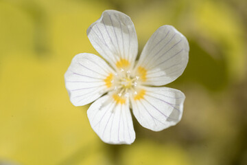 Blume mit schöne weiche Hintergrund 