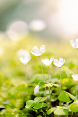 Wunderschöne Blume in der Natur mit einer Spinne