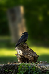 Wunderschöner Krähe auf einem Holz
