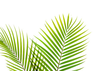 tropical coconut palm leaf isolated on white background, summer background