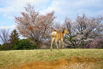 Wild deer walking on grass field of Mount Wakakusa (Wakakusa-yama) at dusk, in Nara prefecture, Japan - 日本 奈良 若草山 山頂展望台の鹿 夕暮れ