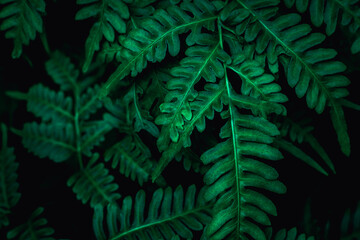 Naklejka na ściany i meble closeup nature view of tropical leaf background, dark tone concept