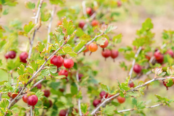 Red gooseberry on twigs of shrubs in garden