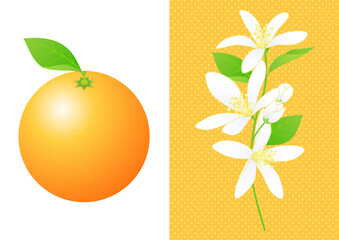 オレンジと花のセット
