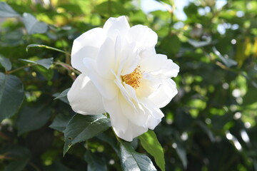 白色の薔薇の花