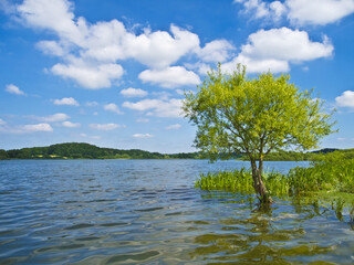 a tree standing in the water of a beautiful lake