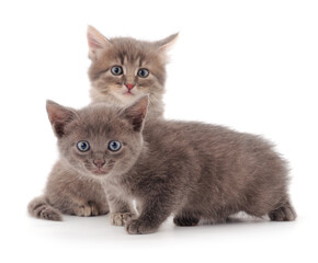 Two small gray kittens.