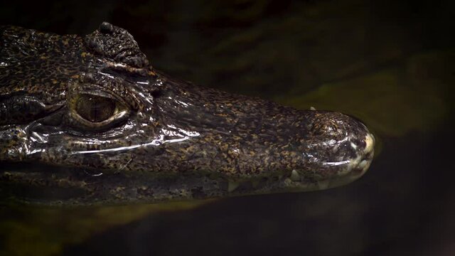 A caiman, also called cayman. They are relatively small sized crocodilians. Close up of face a caiman swimming in the water.Caimans inhabit in marshes, swamps to mangrove rivers and lakes.So beautiful