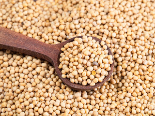 spoon on pile of white mustard seeds closeup