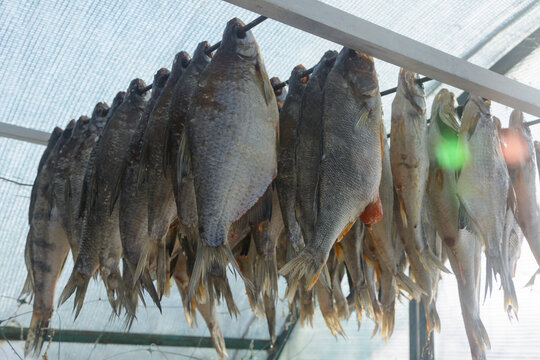 Dried salted fish Vobla. Traditional beer snack