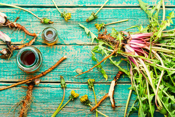Dandelion or taraxacum in natural herbal medicine