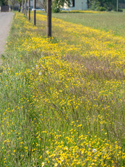 Meadow with Yellow Flowers in Spring and Poles in a Row, Nature Theme
