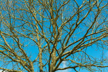 Kahler Baum vor blauem Himmel
