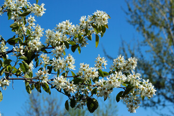 Shadberry, or Amelanchier flowers in springtime against blue sky background