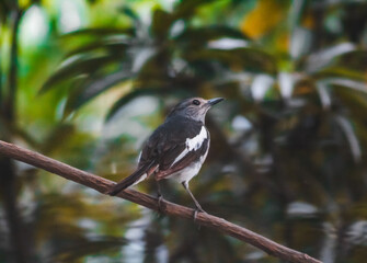Wagtail, the national bird of Bangladesh!