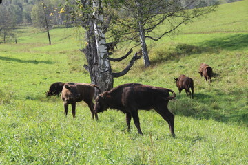 Fototapeta na wymiar russion bison (yak) in park national park