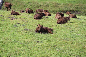 russion bison (yak) in park national park