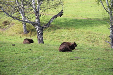 russion bison (yak) in park national park