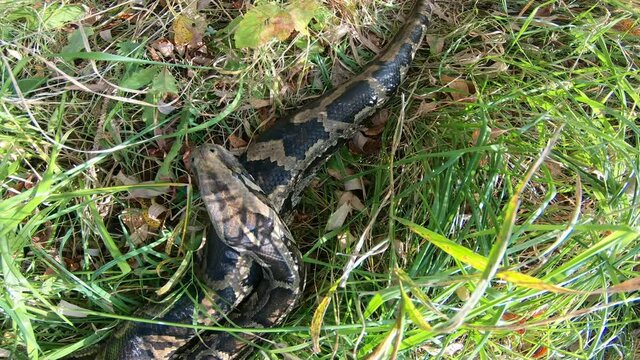 Close-up of a large spotted python snake in the grass. The largest snake in the wild.