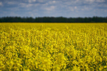 Fototapeta premium Canola field in bloom