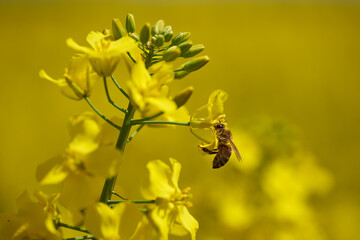 Macro of a bee on a canola flower