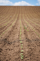 Young sunflower fields