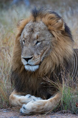 Sleepy male lion next to the road