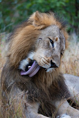 a mature male lion grooming