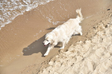 Pies biegnący wzdłuż brzegu morza © EwaAF