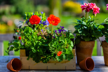 Seedlings of spring flowers on a table in the garden.
