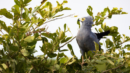 african harrier hawk in a tree