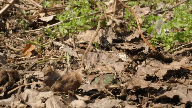 toad frog sitting and come comming walking walk walks out go away from camera