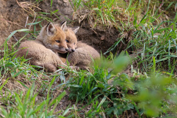 young fox (vulpes vulpes) of a few weeks old discovering the world and practicing his hunting skills to survive in the big world.