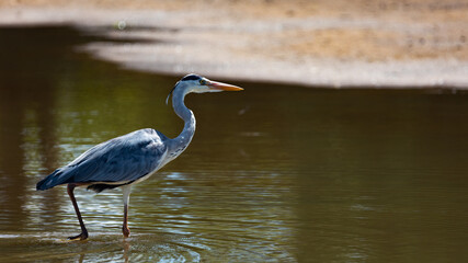  a grey heron in the water